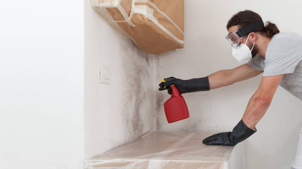 Professional Basement Mold Removal technician working in Lakeland, NY